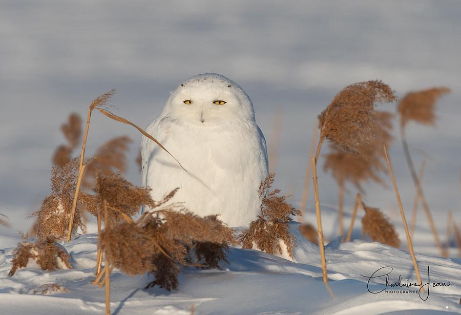 Snowy bird and sunset Photograph by Charlaine Jean - Fine Art America