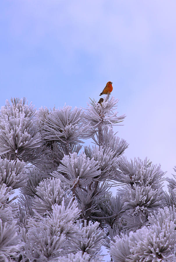 Winter Photograph - Snowy Birdy by Kadek Susanto