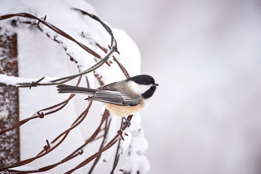 Nature Photograph - Snowy Black capped Chickadee by Paul Freidlund