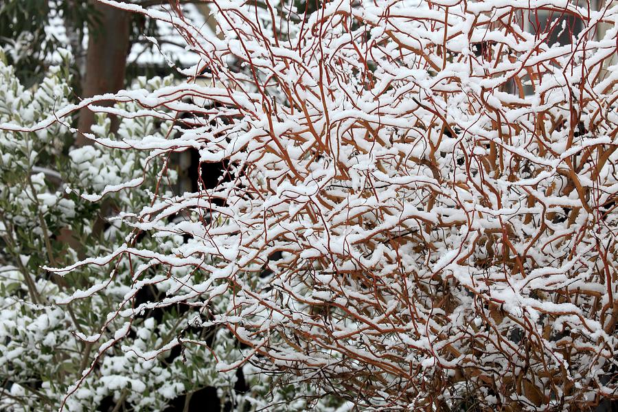 Winter Photograph - Snowy Bush In Garden by Steven Morris