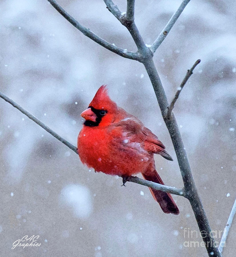 Snowy Cardinal Digital Art by CAC Graphics