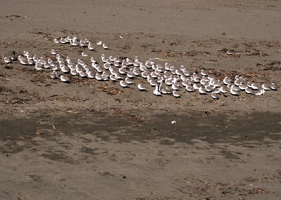 Snowy Plover Reunion Photograph by Richard Thomas