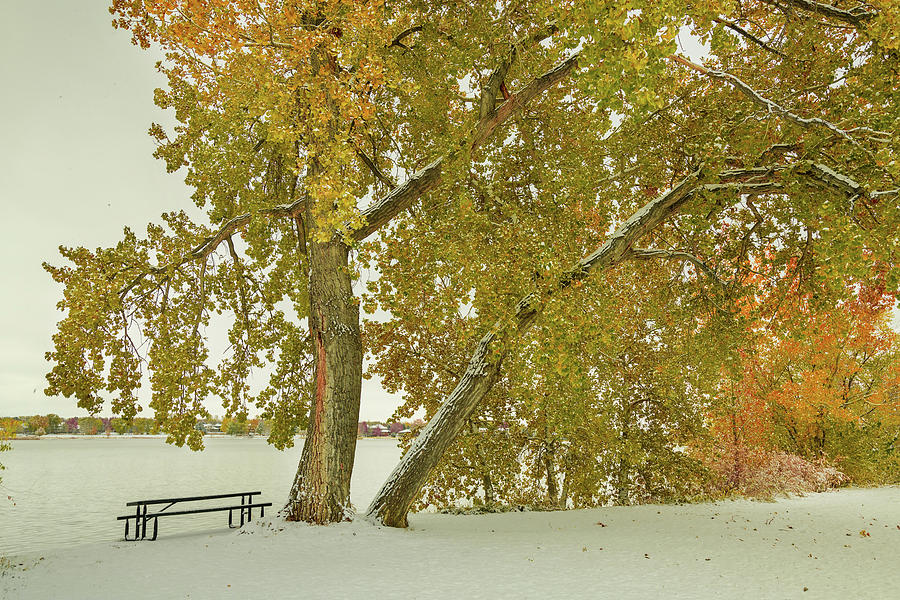 Snowy Colorful Trees Photograph by James BO Insogna