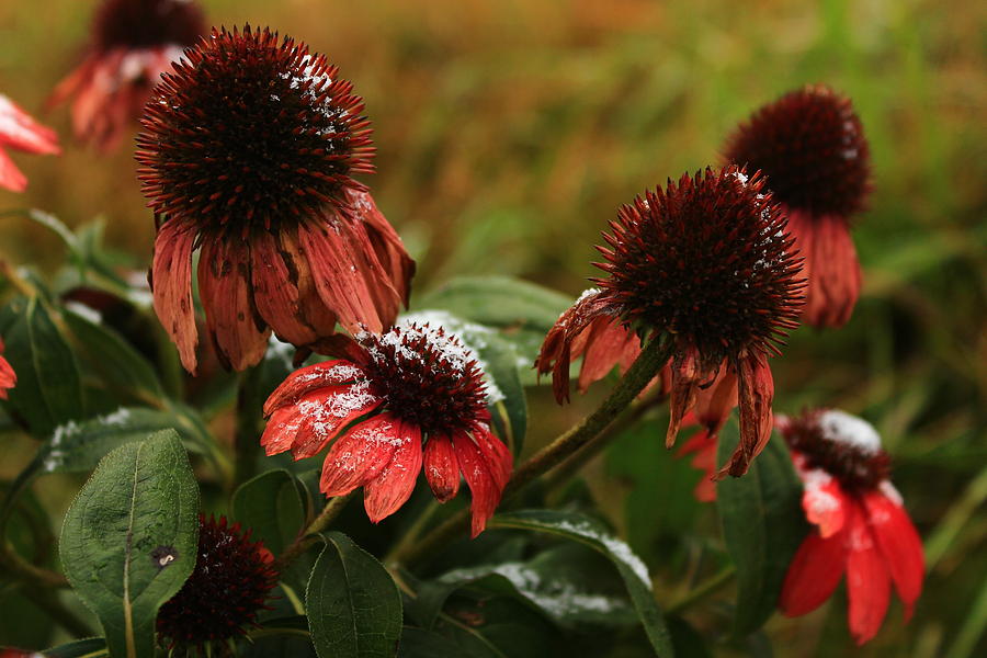 Snowy Coneflowers Photograph by Kevin Wheeler