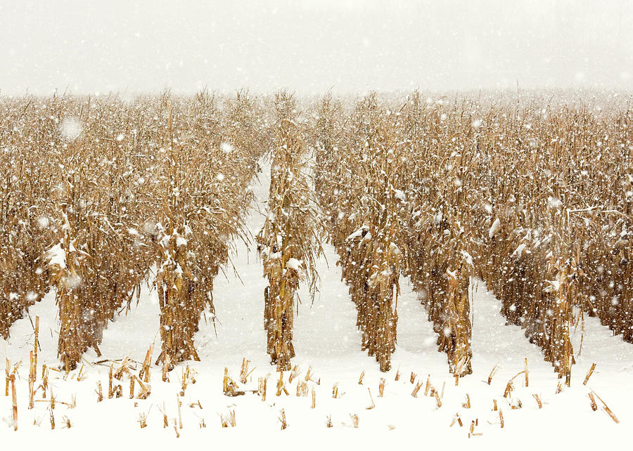 Farm Photograph - Snowy Corn Stalks by Todd Klassy