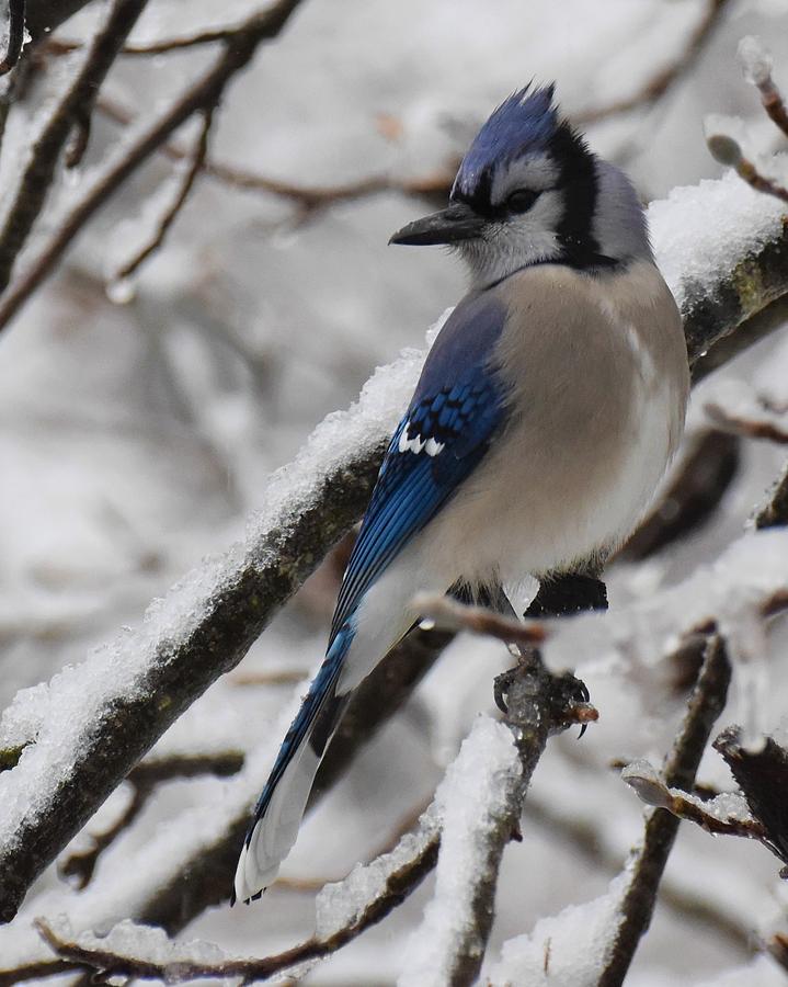 Snowy Day Jay Photograph by Chip Gilbert