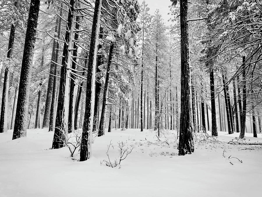 Snowy Day Photograph by Steph Gabler