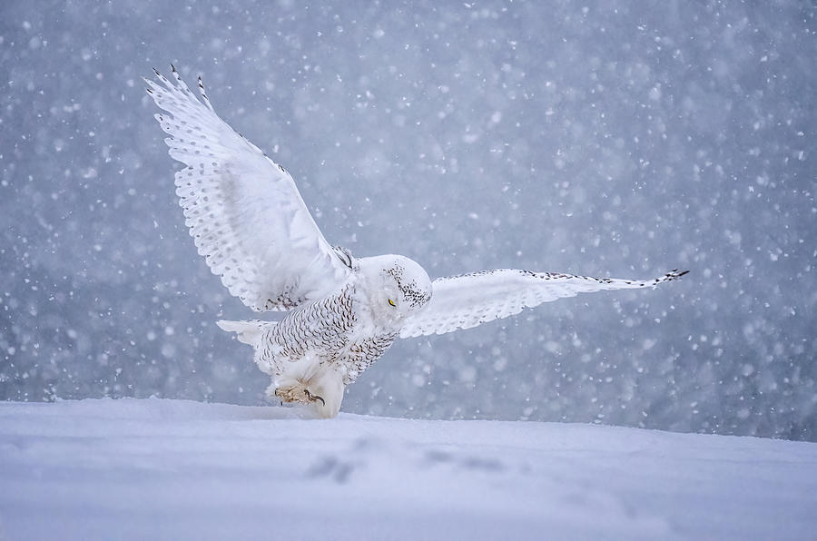 Snowy Day Photograph by Tao Huang