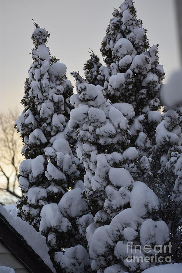 Snowy Dazes Photograph by Barbra Telfer