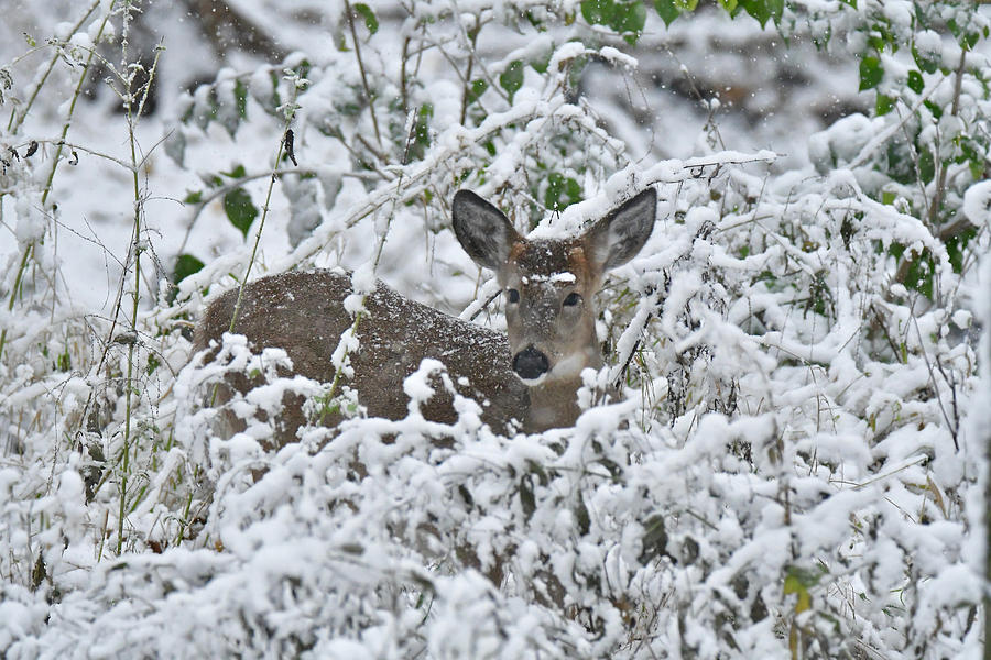 Snowy Deer 9555 Photograph by Michael Peychich