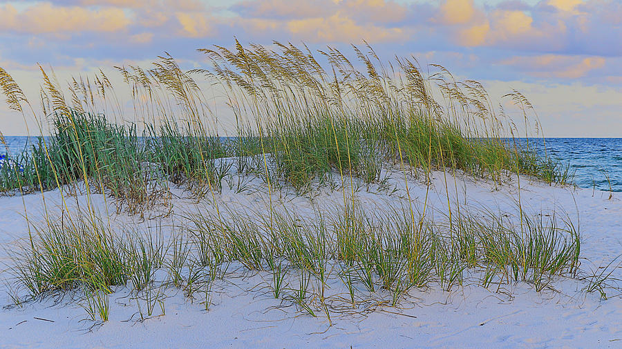 Snowy Dune Photograph by Kevin Senter
