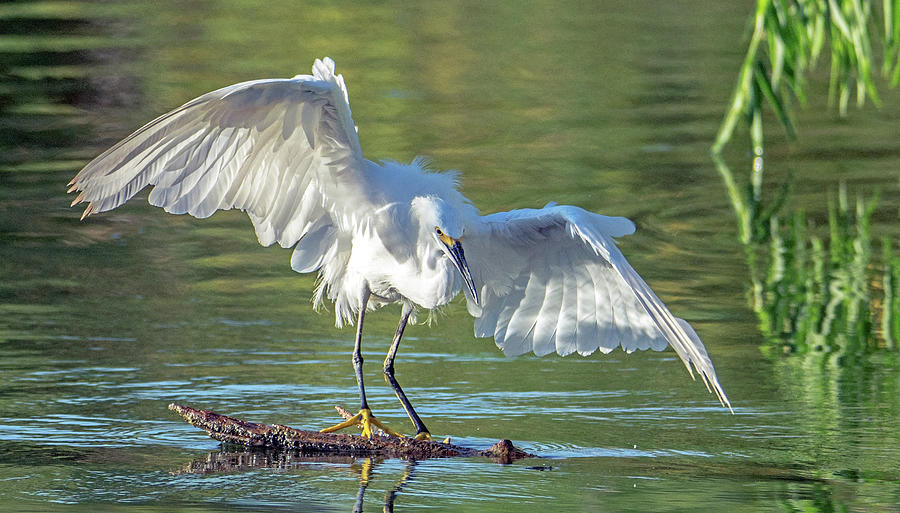 Snowy Egret 6575-081619 by Tam Ryan Snowy Egret 6575-081619 by Tam Ryan