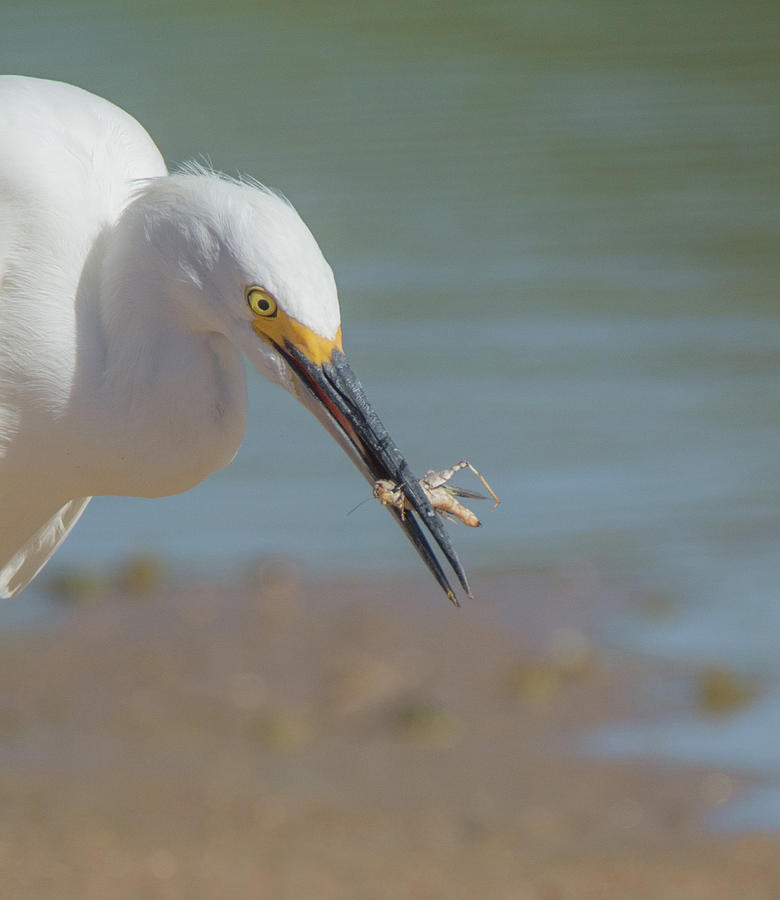 Snowy Egret 7025-081919-2 by Tam Ryan Snowy Egret 7025-081919-2 by Tam Ryan
