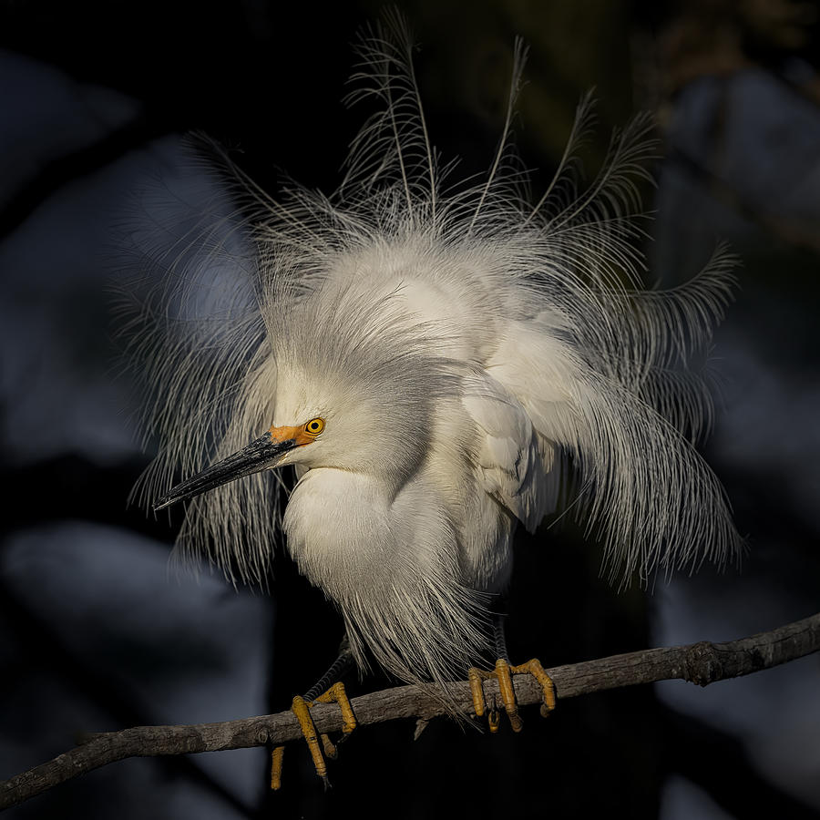 Egret Photograph - Snowy Egret All Fluffed by Linda D Lester