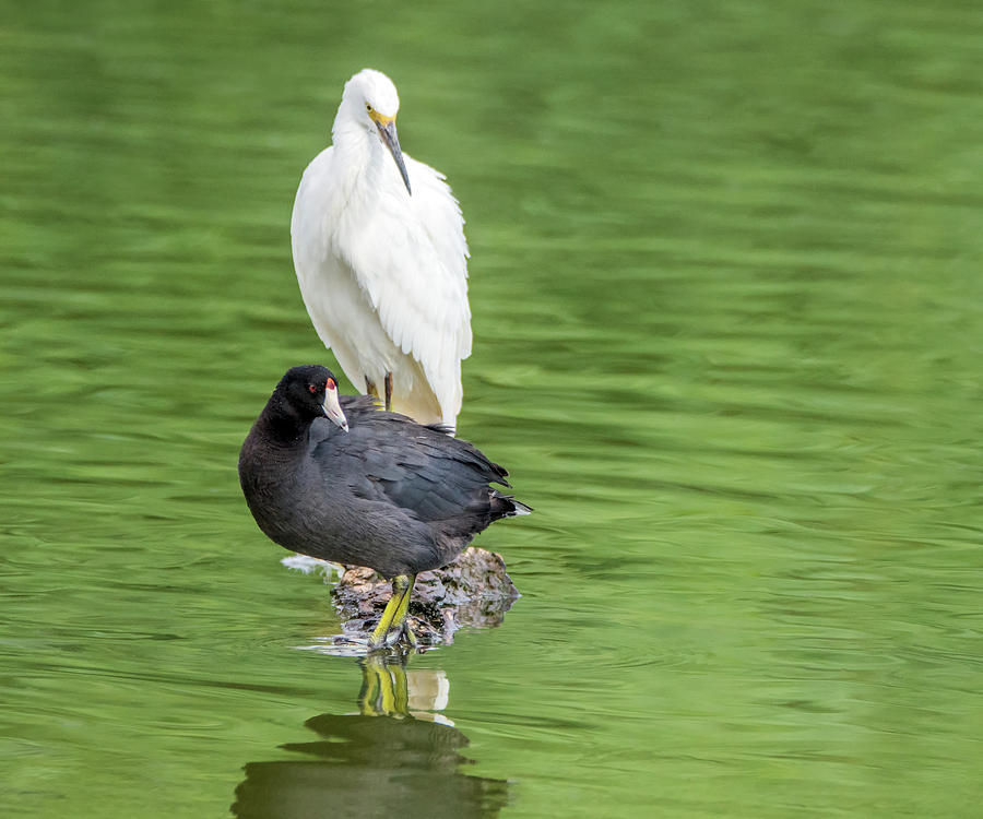 Snowy Egret and American Coot 4094-072919 Photograph by Tam Ryan