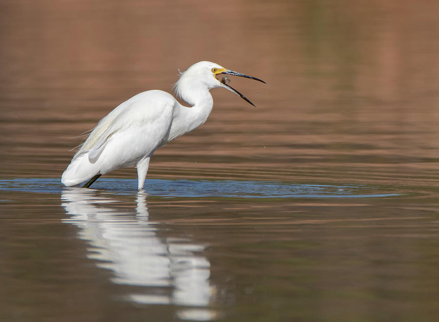 Snowy Egret and Fish 6615-092019 by Tam Ryan Snowy Egret and Fish 6615-092019 by Tam Ryan