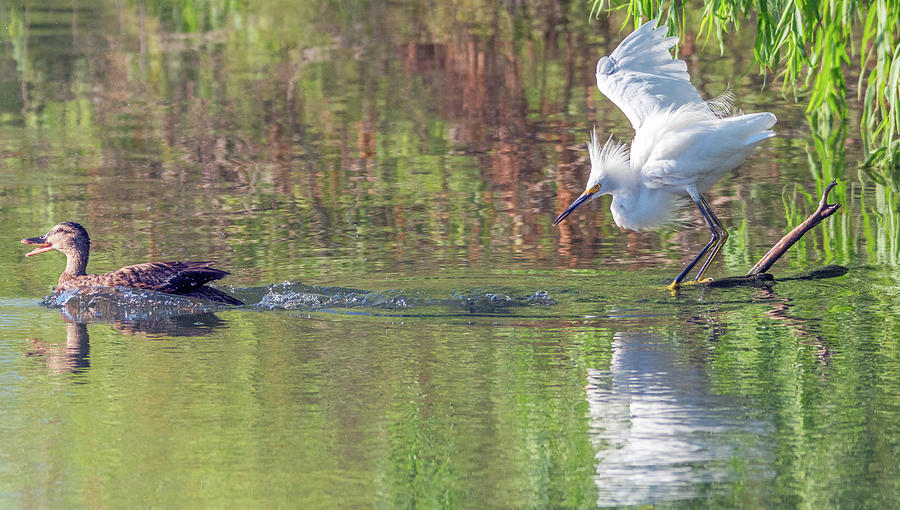Snowy Egret and Mallard Duck 4458-080119 Photograph by Tam Ryan