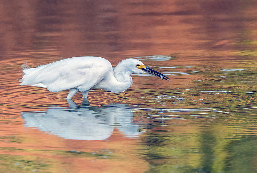 Snowy Egret and Small Fish 3658-072719 Photograph by Tam Ryan