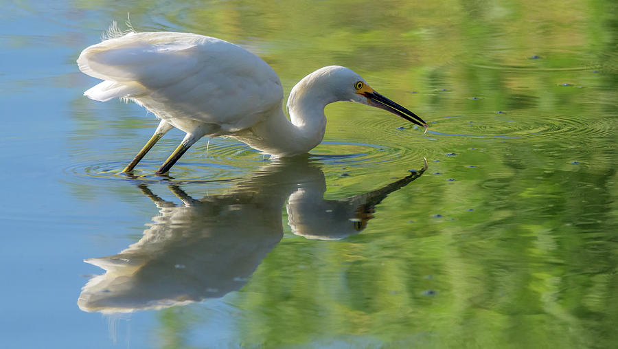 Snowy Egret and Small Fish 4441-080119 Photograph by Tam Ryan