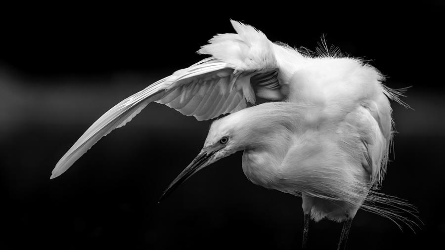 Snowy Egret B&w Photograph by Verdon
