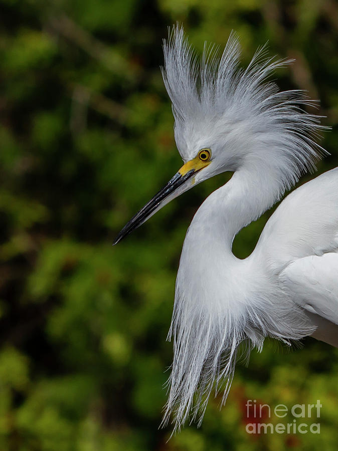 Snowy Egret by Blair Howell Snowy Egret by Blair Howell