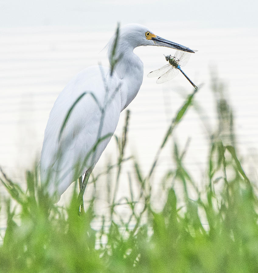 Snowy Egret Catches a Dragonfly 3817-090619 Photograph by Tam Ryan