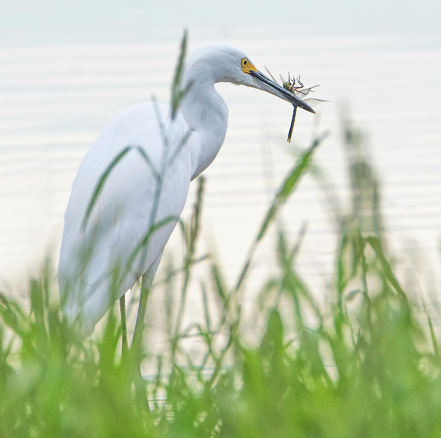 Snowy Egret Catches a Dragonfly 3818-090619 Photograph by Tam Ryan