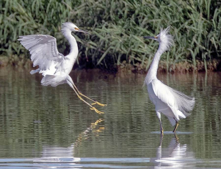 Snowy Egret Chase 0385-082119 Photograph by Tam Ryan