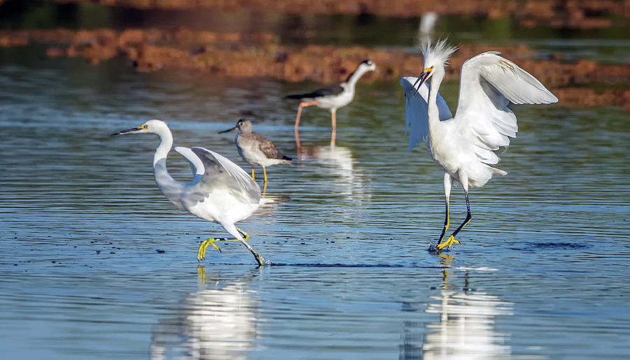 Snowy Egret Chase 2864-091718-1cr Photograph by Tam Ryan