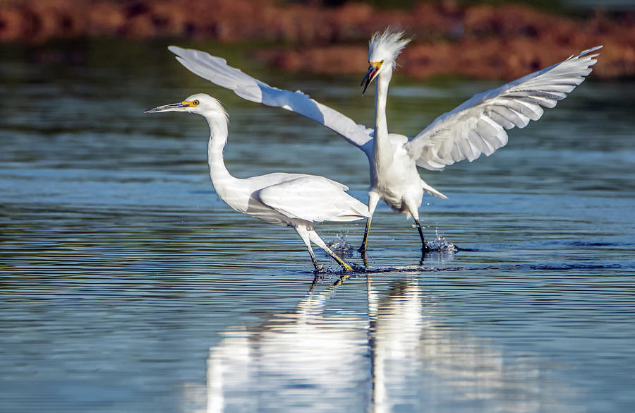 Snowy Egret Chase 2869-091718-1cr Photograph by Tam Ryan