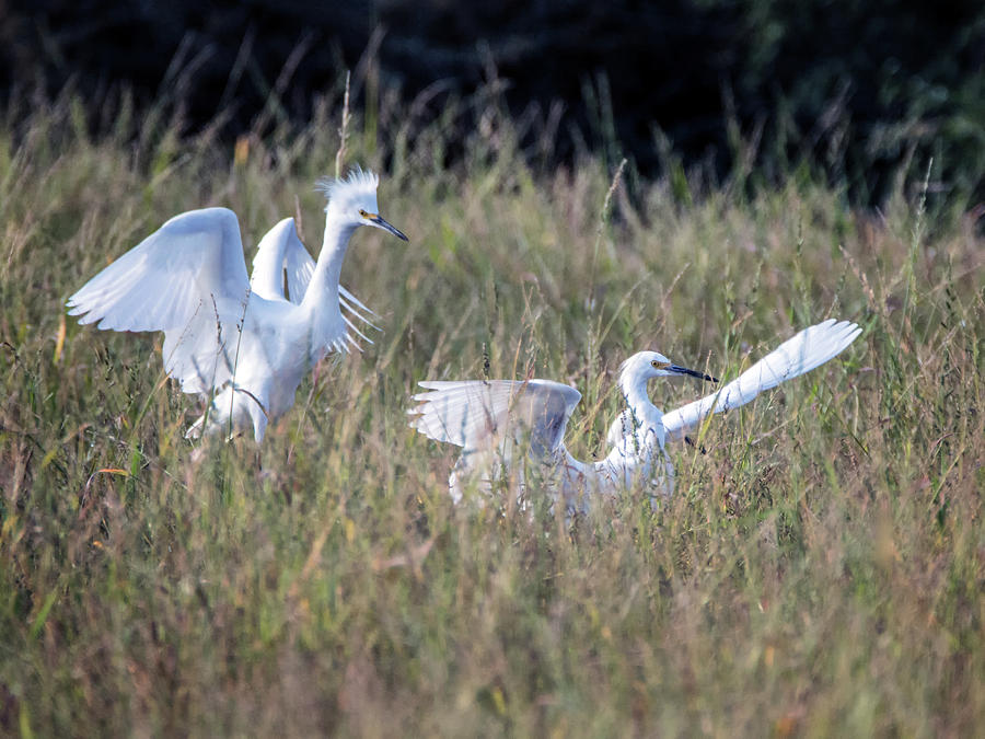 Snowy Egret Chase 3237-092518-1cr Photograph by Tam Ryan