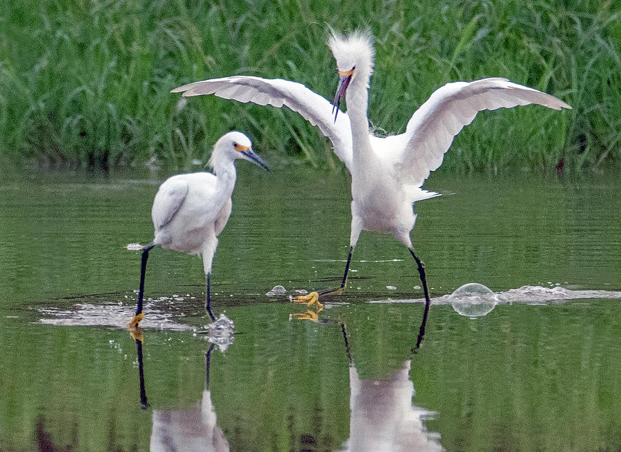 Snowy Egret Chase 3761-090619 Photograph by Tam Ryan