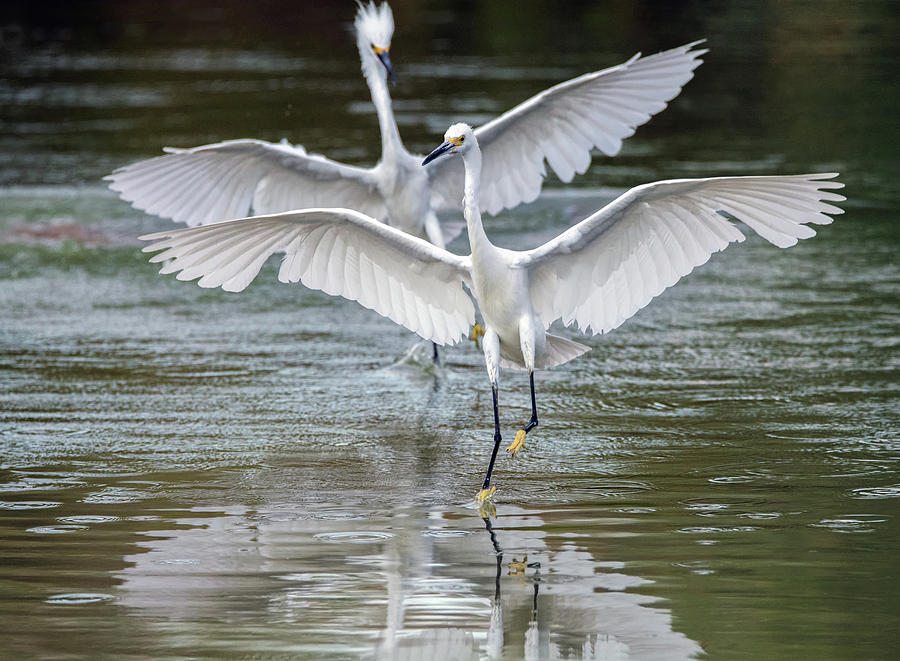 Snowy Egret Chase 3930-072919 Photograph by Tam Ryan