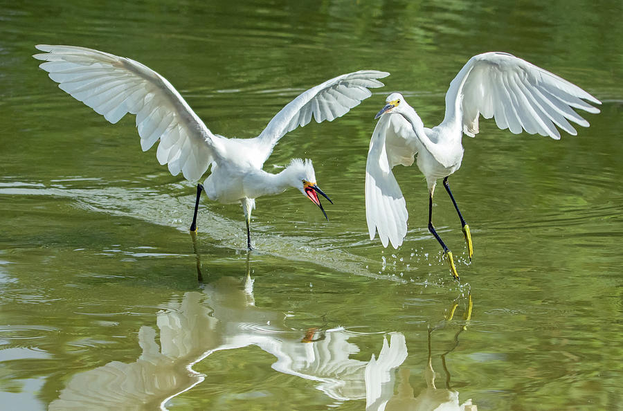 Snowy Egret Chase 4141-072919 Photograph by Tam Ryan