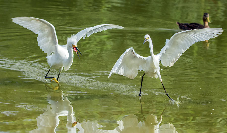 Snowy Egret Chase 4142-072919 Photograph by Tam Ryan