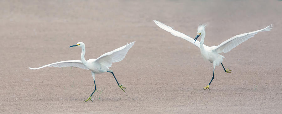 Snowy Egret Chase 4652-080719 Photograph by Tam Ryan