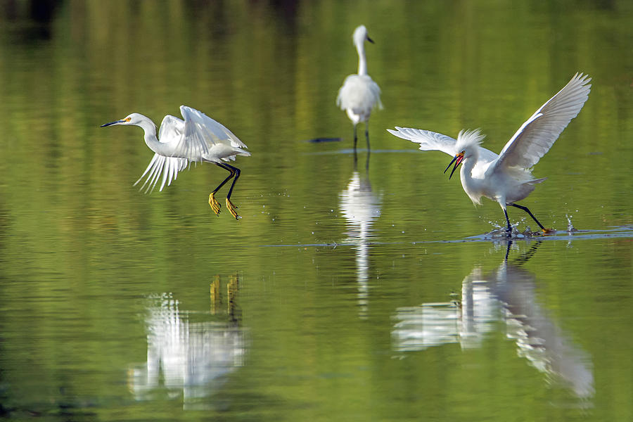 Snowy Egret Chase 4740-060219 Photograph by Tam Ryan