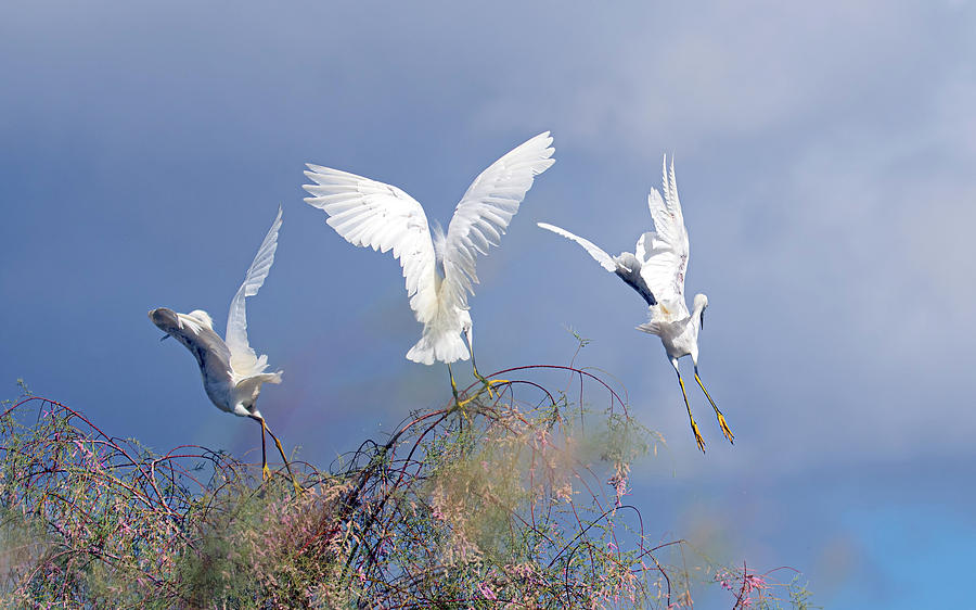 Snowy Egret Chase 4959-091119 Photograph by Tam Ryan