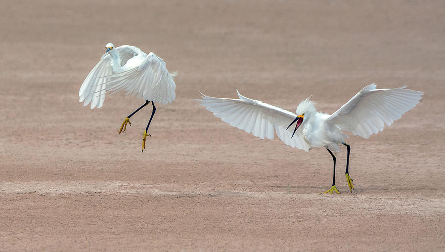 Snowy Egret Chase 5470-080919 Photograph by Tam Ryan