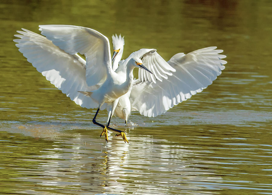 Snowy Egret Chase 6228-102618-1cr Photograph by Tam Ryan