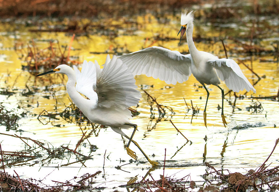 Snowy Egret Chase 7940-092919 Photograph by Tam Ryan