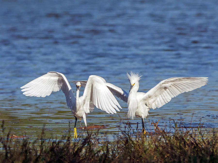 Snowy Egret Chase 8860-110918-1cr Photograph by Tam Ryan