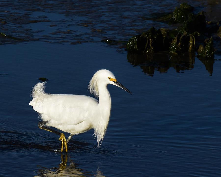 Snowy Egret Photograph by Chip Gilbert