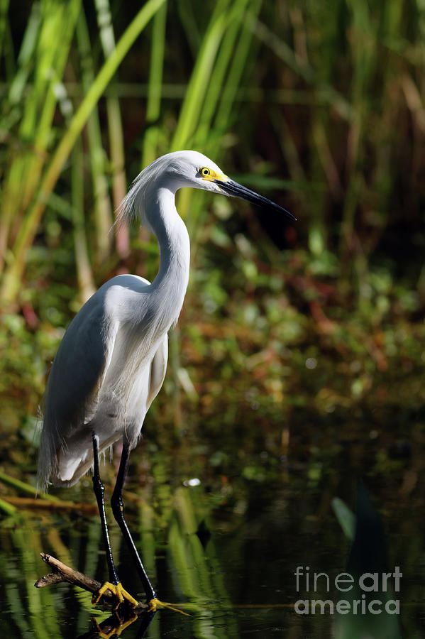 Egret Photograph - Snowy Egret Dawn by Natural Focal Point Photography