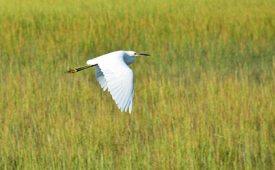 Snowy Egret Doing a Downstroke Photograph by Bruce Gourley