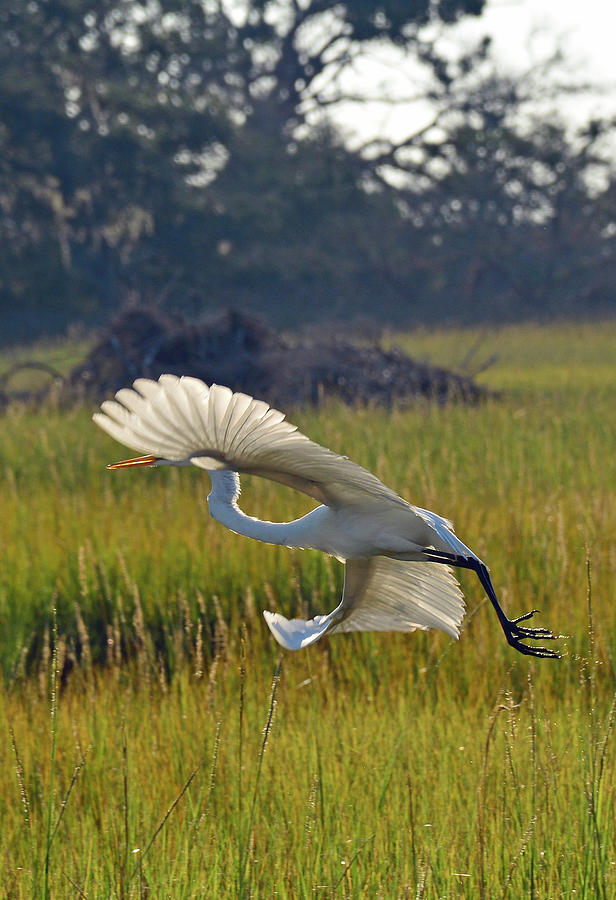 Snowy Egret Fanning in Flight Photograph by Bruce Gourley