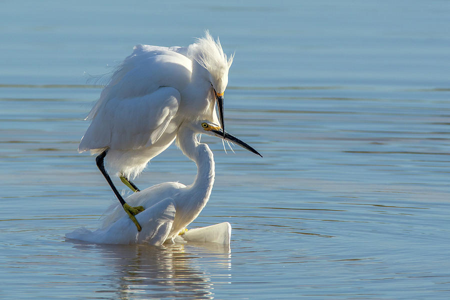 Snowy Egret Fight 3192-120318-1 Photograph by Tam Ryan
