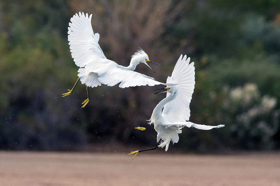 Snowy Egret Fight 5126-121418-1 Photograph by Tam Ryan