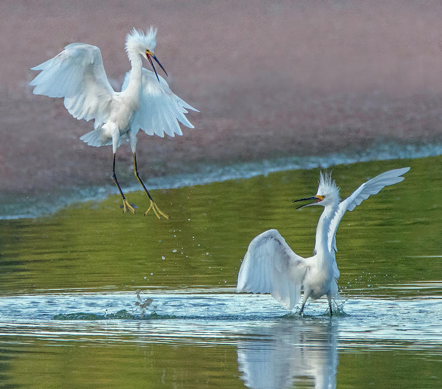Snowy Egret Fight 6120-081219 Photograph by Tam Ryan