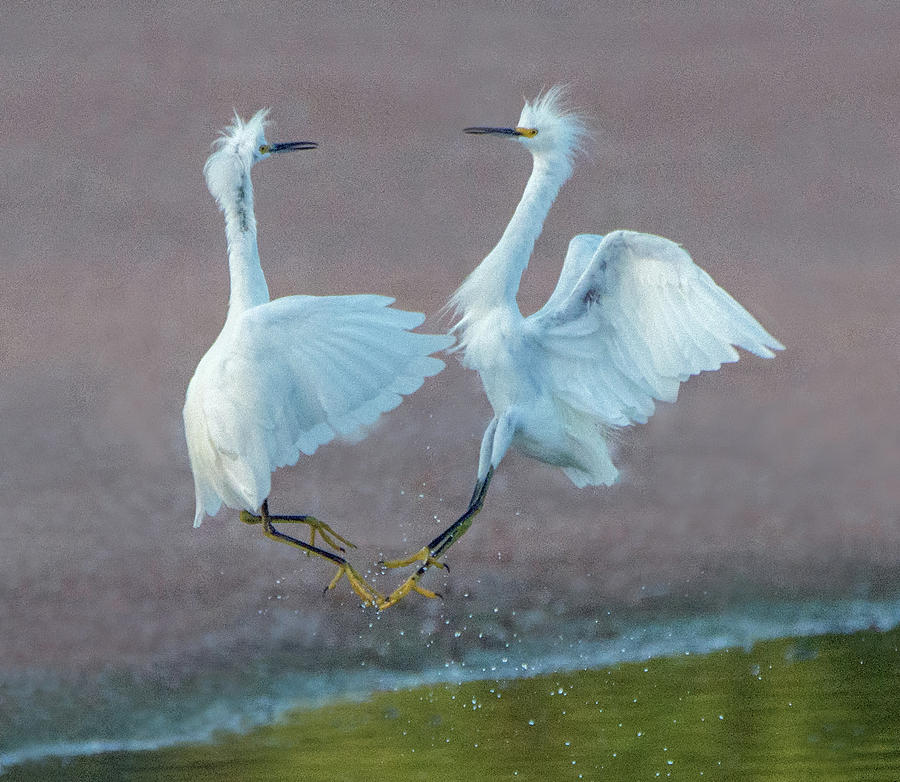 Snowy Egret Fight 6121-081219 Photograph by Tam Ryan